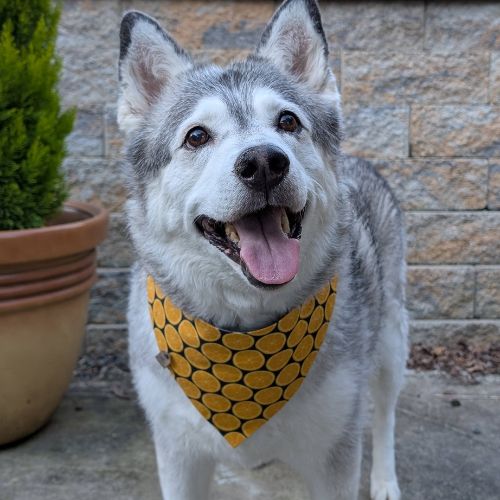 Siberian Husky in snap on bandana by The Luminous Pets
