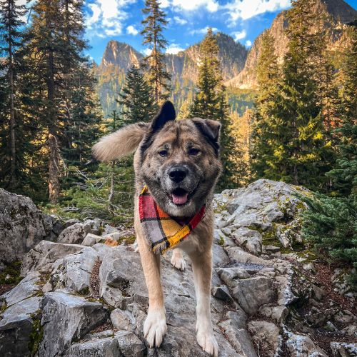 Akita Malamute Mix in snap on bandana by The Luminous Pets