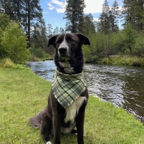Shepherd x great Pyrenees in snap on bandana by The Luminous Pets