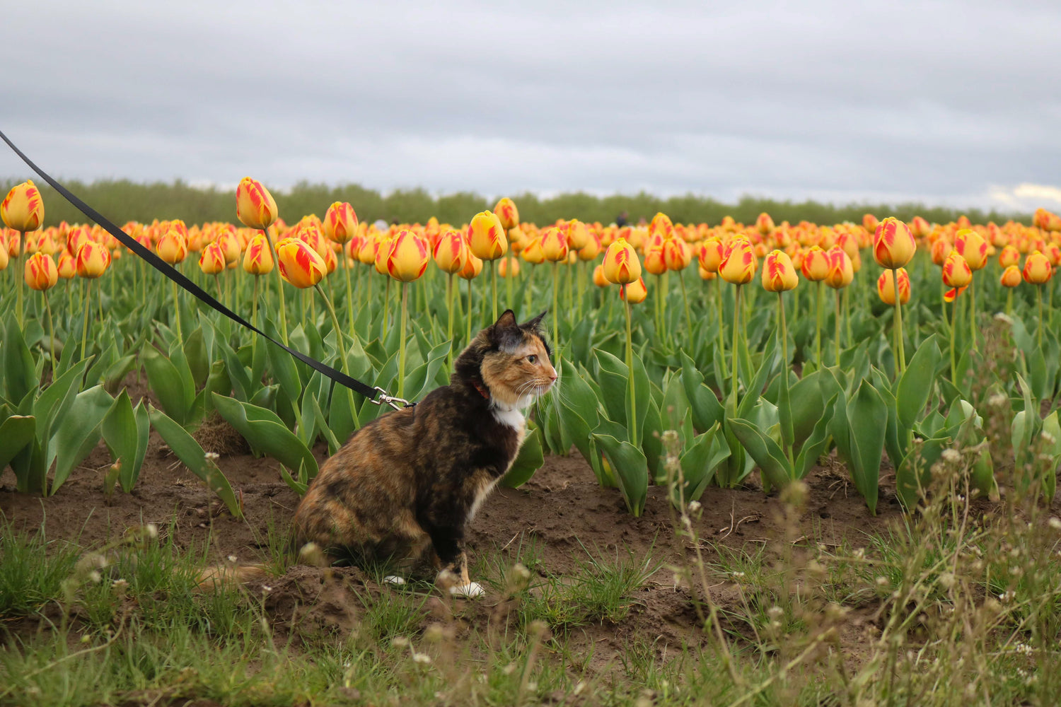 Cat on Leash at the Tulip Festival