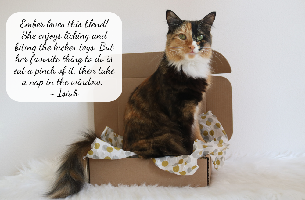 Torbi with white cat in box | The Luminous Pets
