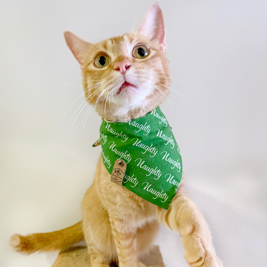 Female Orange Tabby Cat In Naughty Bandana on Green Handmade by The Luminous Pets
