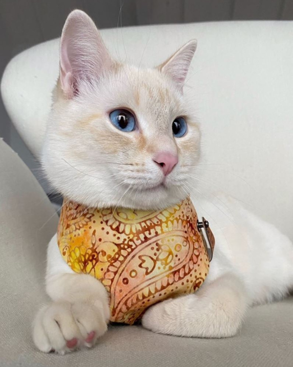 Flame point tabby cat in bandana handmade by The Luminous Pets