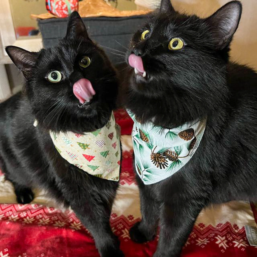 Black cats in Christmas bandanas by The Luminous Pets