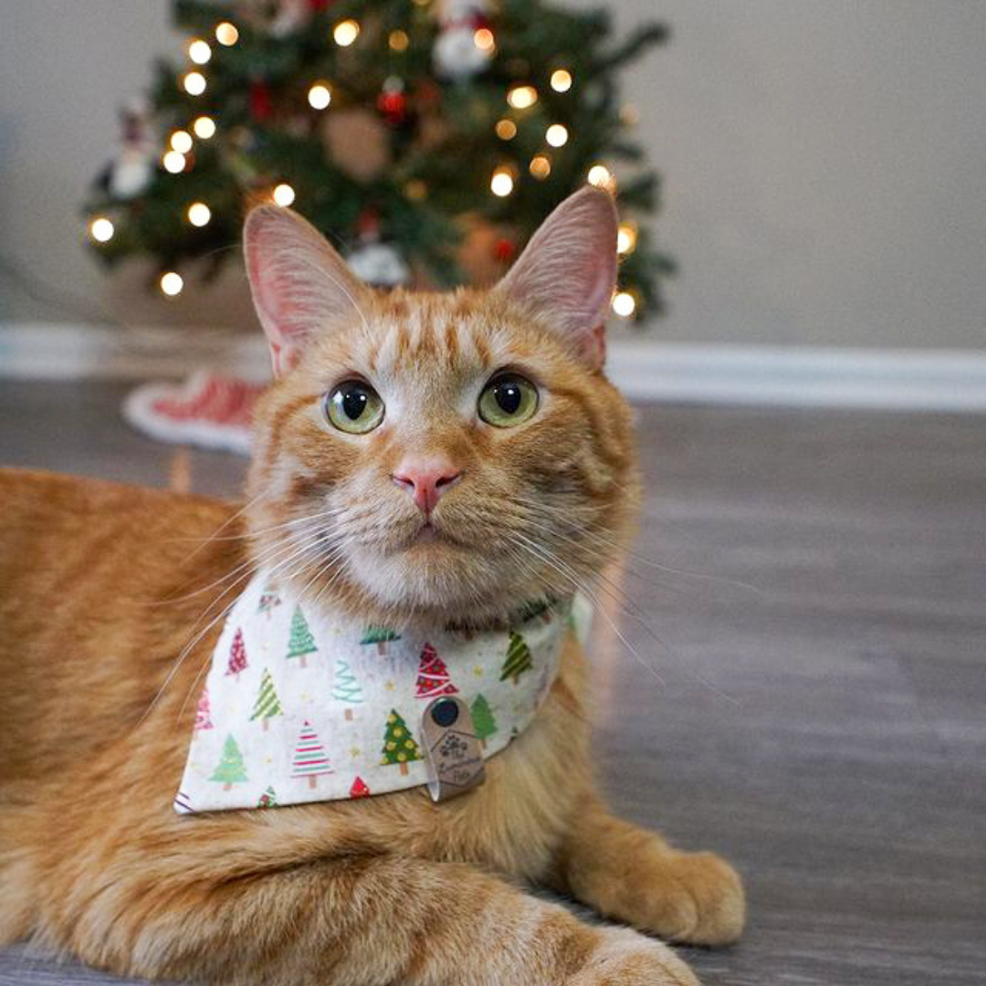 Orange Tabby Cat in Christmas Bandana by The Luminous Pets
