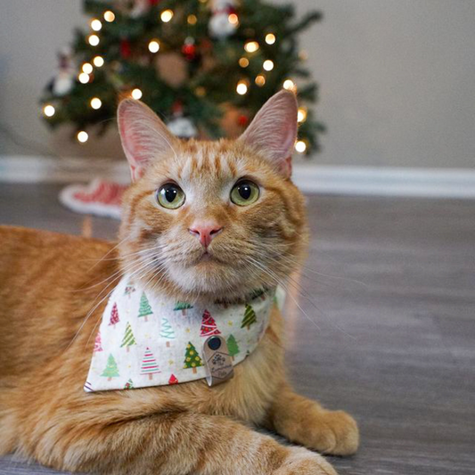 Orange Tabby Cat in Christmas Bandana by The Luminous Pets
