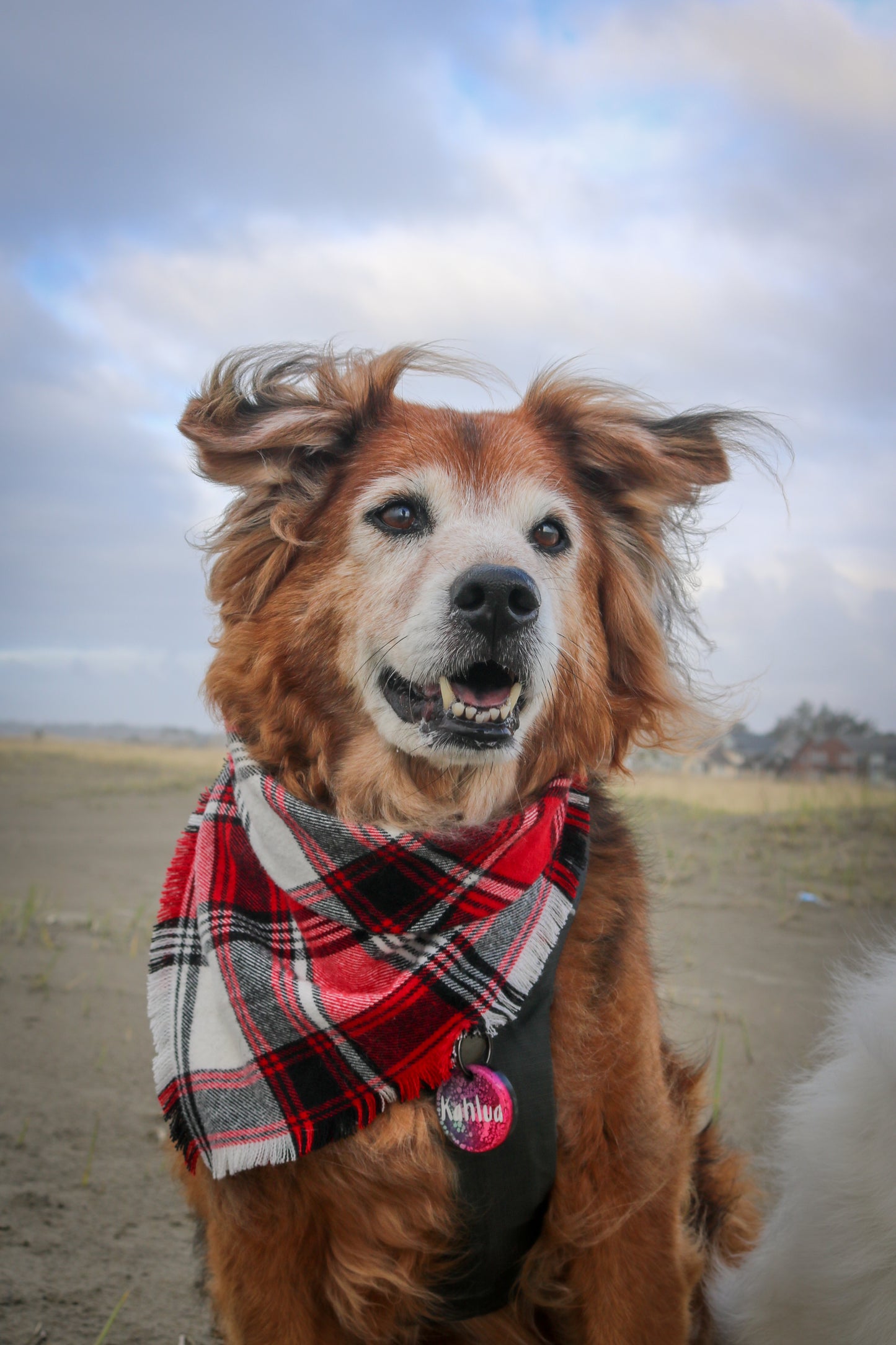 Golden Retriever mix in frayed flannel bandana by The Luminous Pets