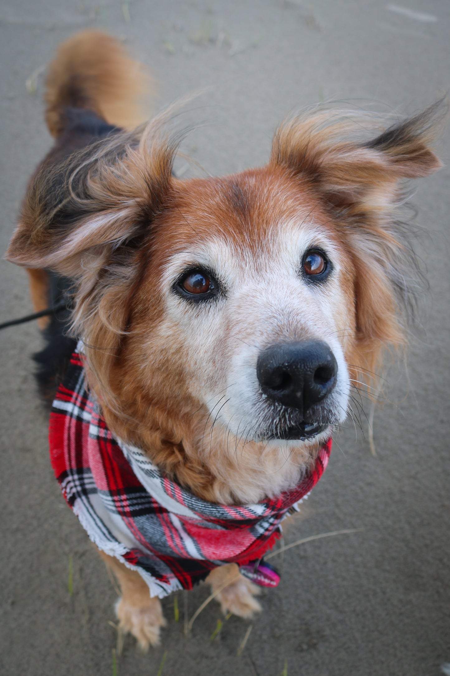 Cute Rescue Dog in Snap on Flannel Bandana by The Luminous Pets
