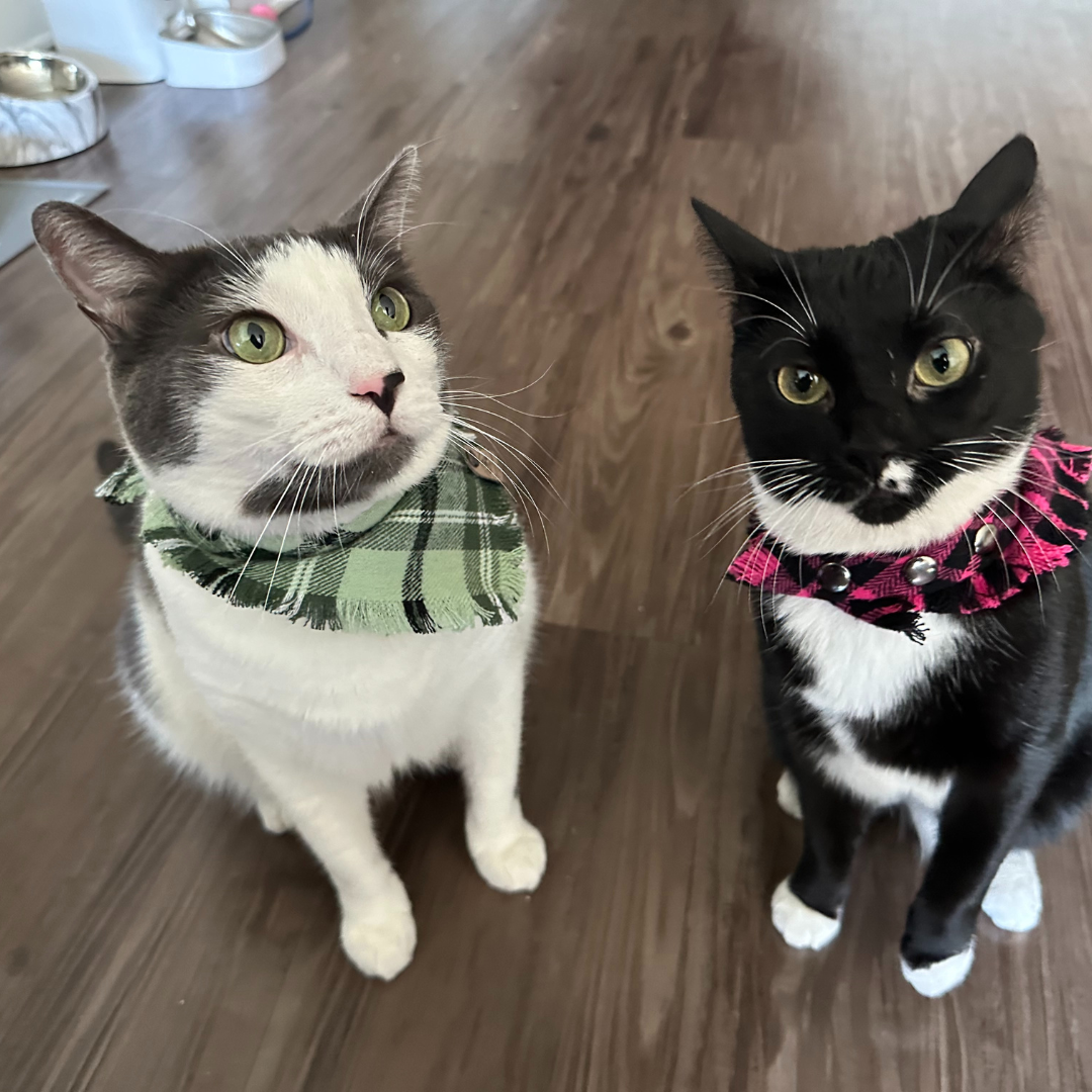 Goose in Green Flannel Bandana, Pepper in Pink Bandana by The Luminous Pets