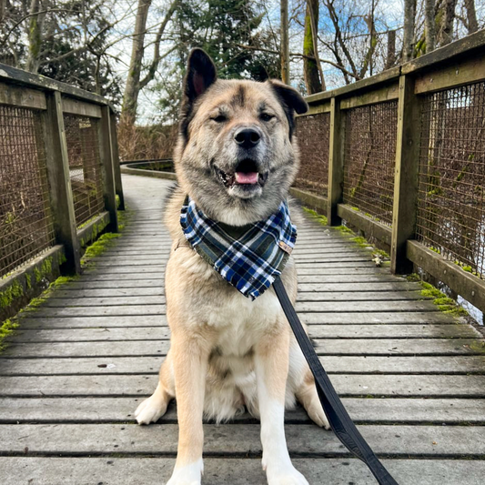 Cute dog in the Pacific Northwest wearing plaid flannel bandana handmade by The Luminous Pets