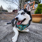 Husky in Capybara and Yuzu Reversible Snap on bandana by The Luminous Pets