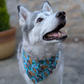 Husky in Capybara and Yuzu Reversible Snap on bandana by The Luminous Pets