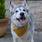 Husky in Capybara and Yuzu Reversible Snap on bandana by The Luminous Pets