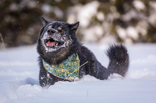 Dog in Christmas Bandana running through the snow