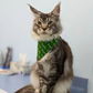 Mainecoon kitten in Naughty List Christmas Bandana by The Luminous Pets