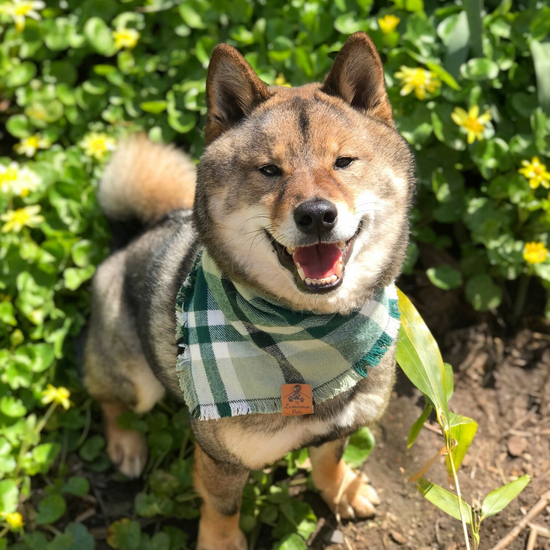 Shiba inu Meeko outside in the spring wearing frayed bandana green plaid, handmade by The Luminous Pets