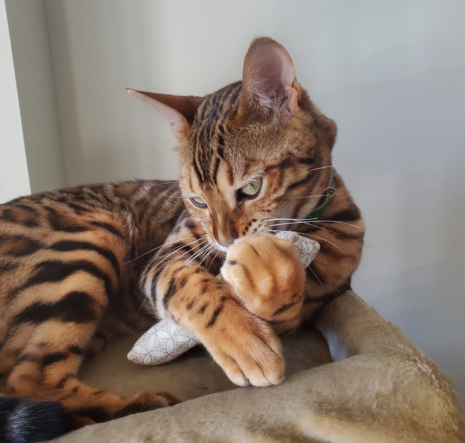 Bengal Cat with Catnip Toy | The Luminous Pets