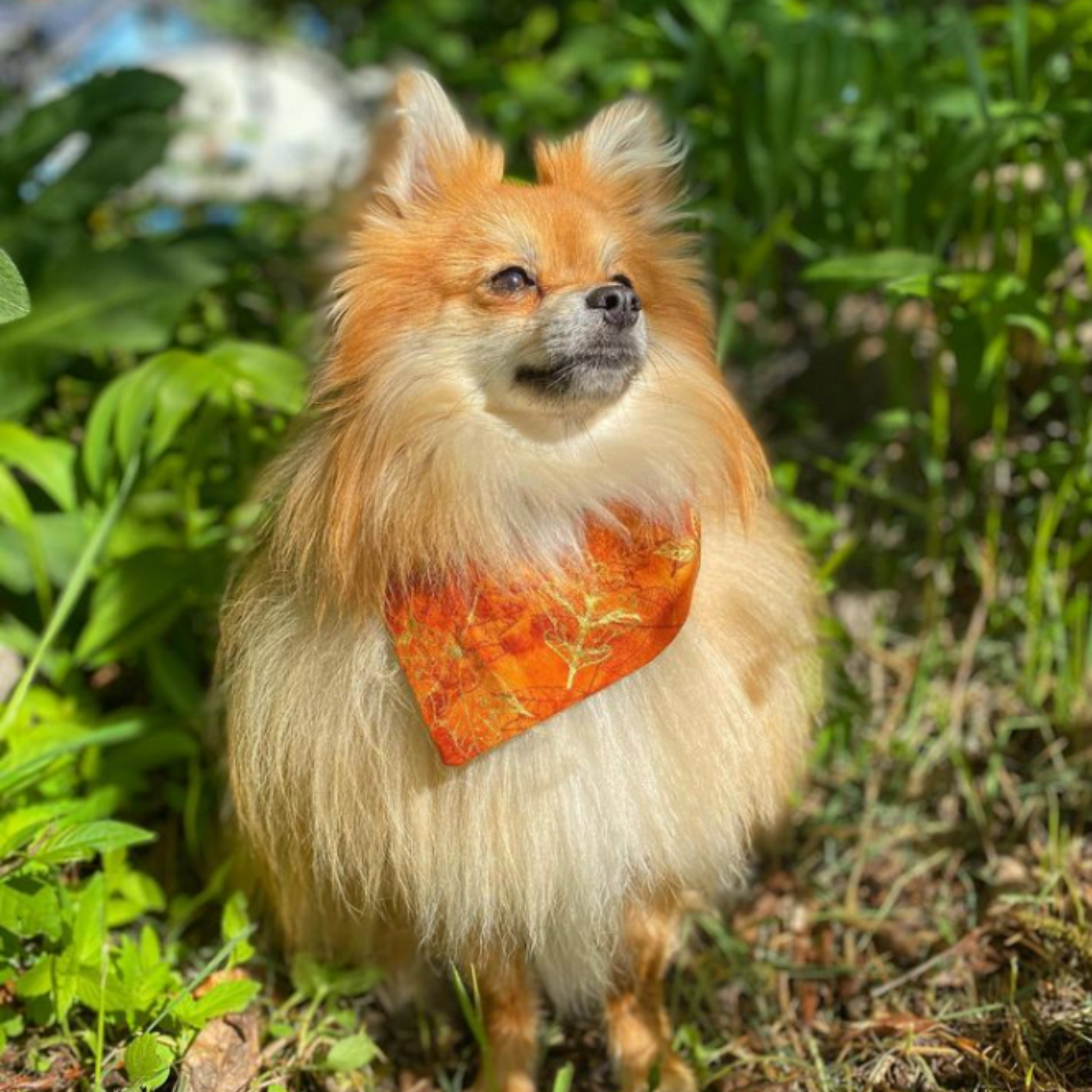 Pom in autumn bandana | Snap on bandana with curved neckline is great for fluffy dogs