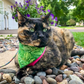 Torti cat in green snap on bandana by The Luminous Pets
