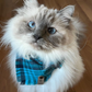 Blue point ragdoll cat in teal bandana