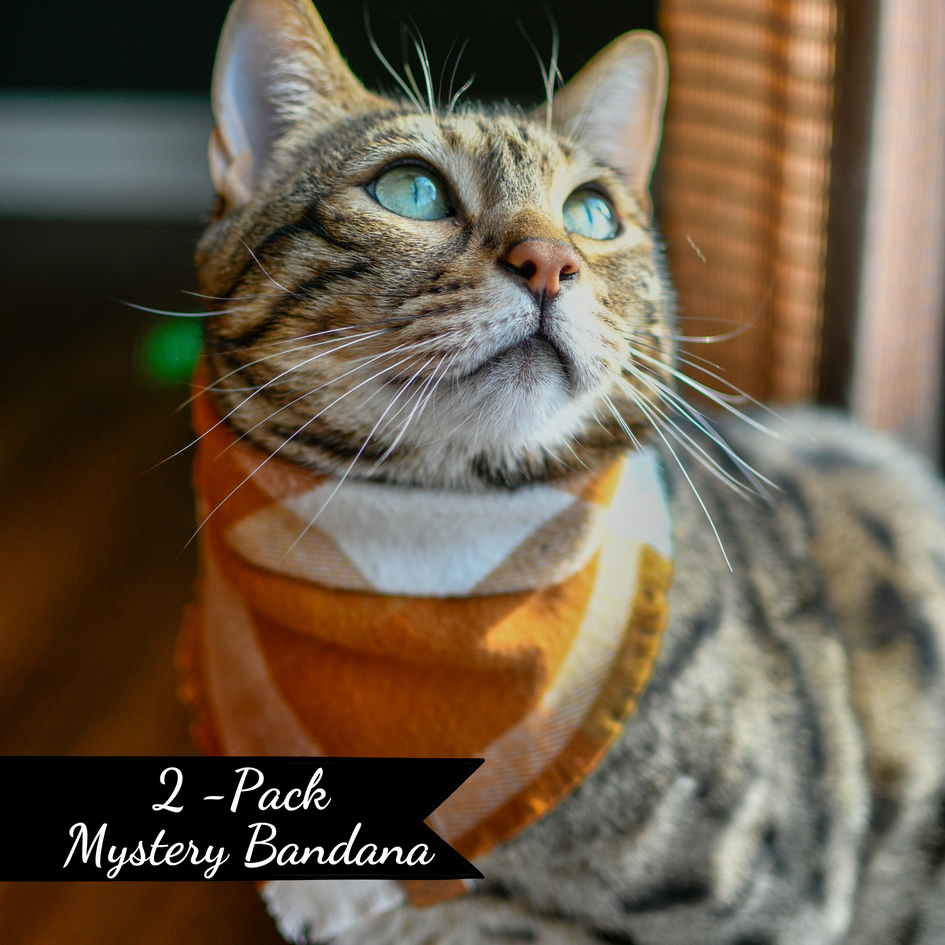 Bengal Cat in Flannel Plaid Bandana | Mystery 2 Pack of Bandanas by The Luminous Pets