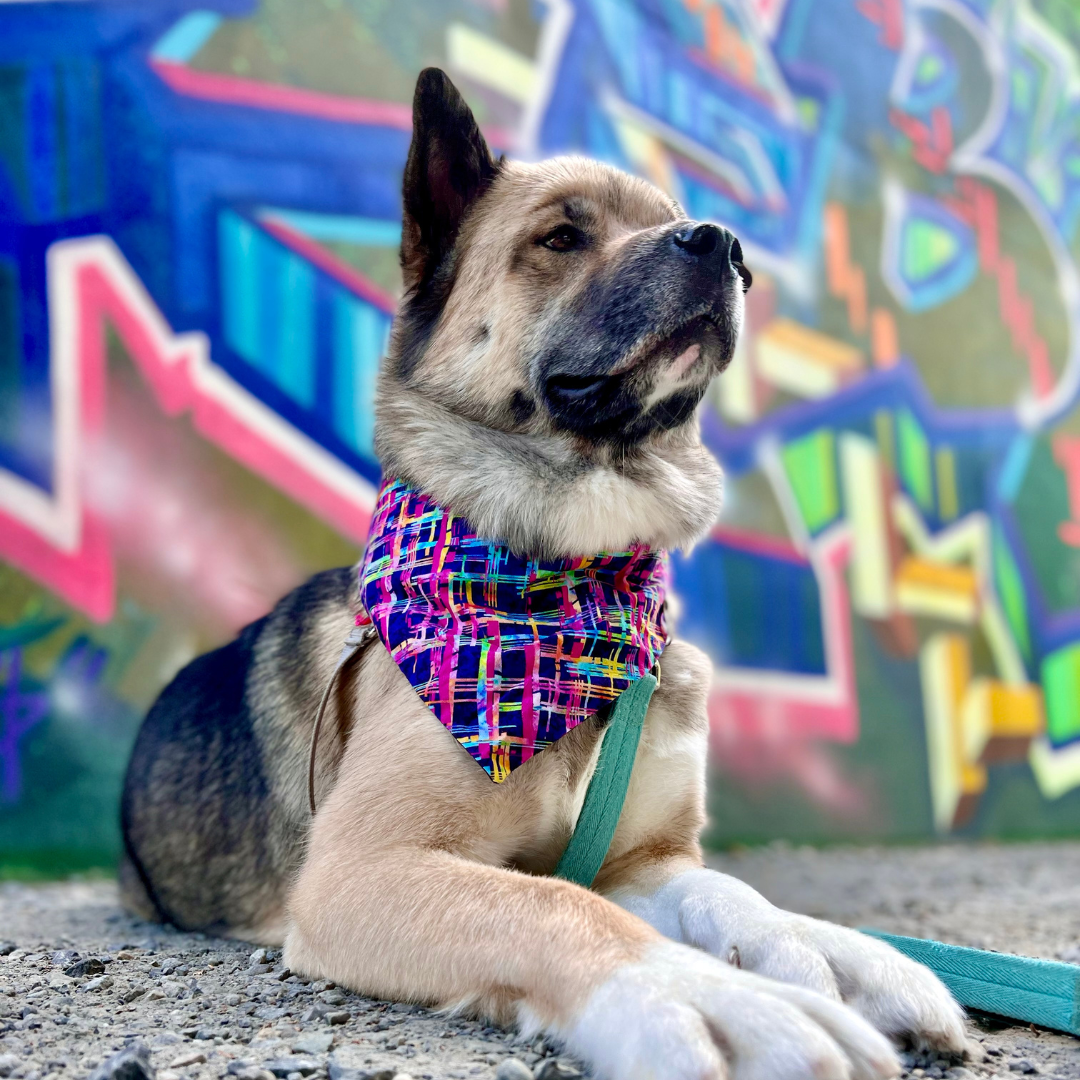 Reversible snap on bandana with graffiti hearts on dog The Luminous Pets