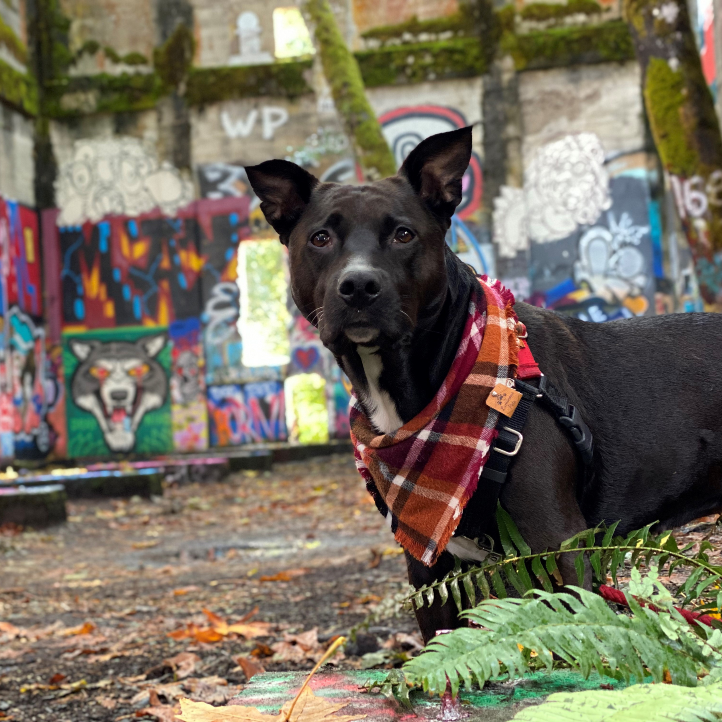 Black pitty mix in autumn flannel bandana | Handmade snap on bandanas by The Luminous Pets