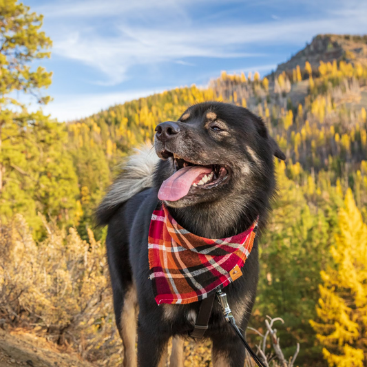 Cute dog in frayed flannel bandana by The Luminous Pets | Autumn dog photoshoot