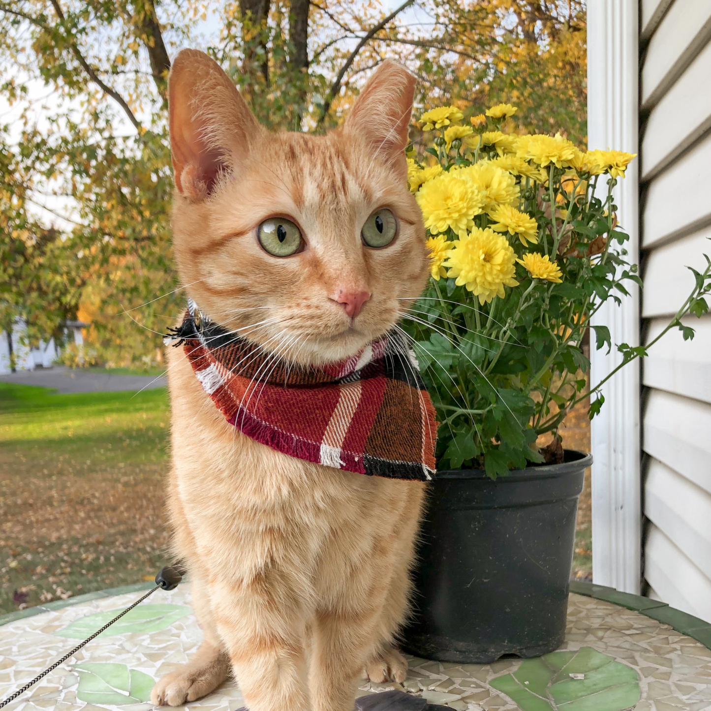 Orange tabby in cat bandana | Handmade by The Luminous Pets