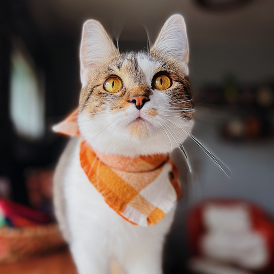 Brown and White tabby in orange and white checkered bandana by The Luminous Pets