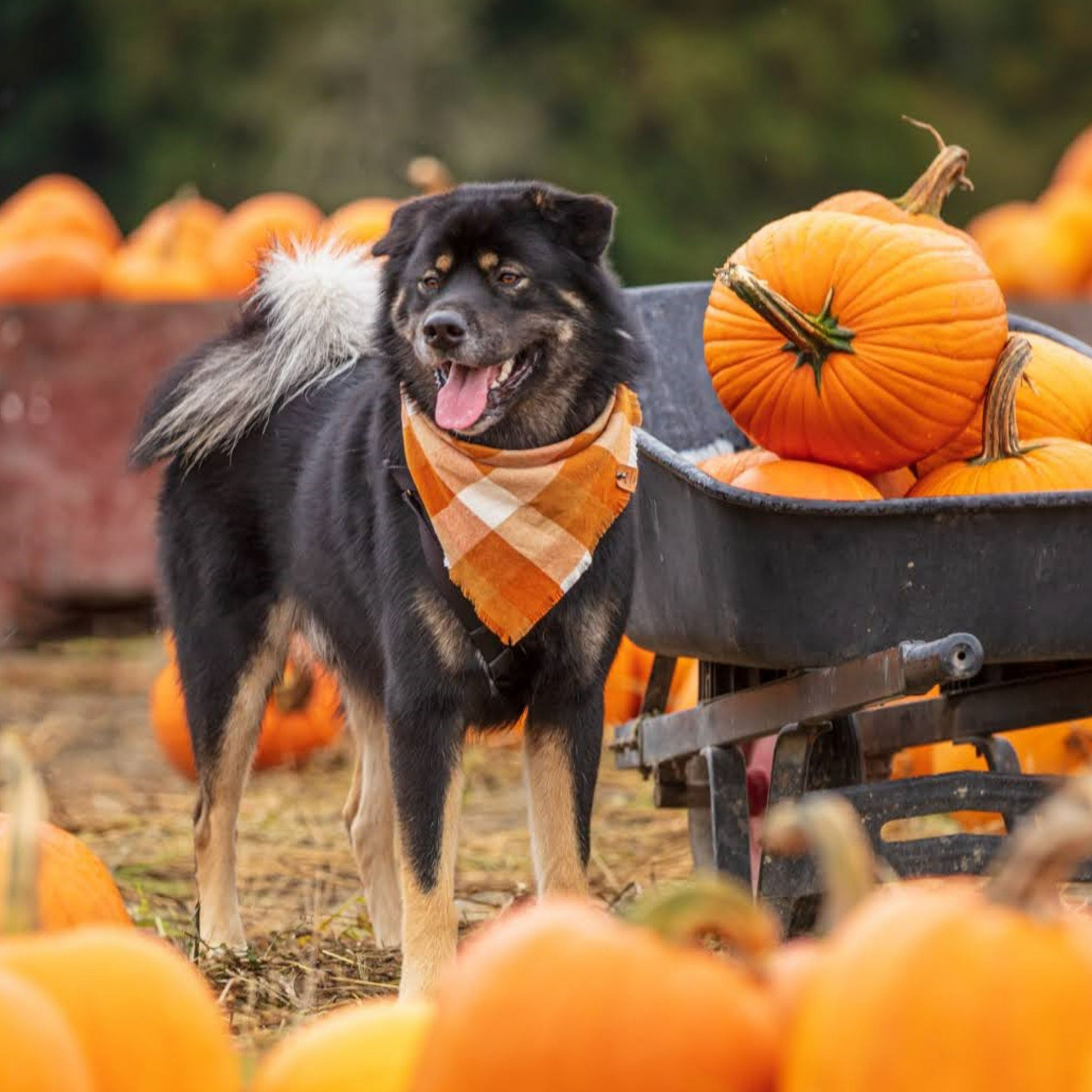 Cute dog at a pumpkin patch in a fall bandana | The Luminous Pets