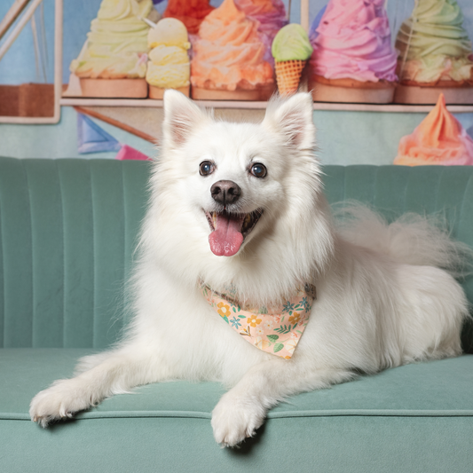 American Eskimo Dog in Floral Pink Spring Bandana | Handmade by The Luminous Pets