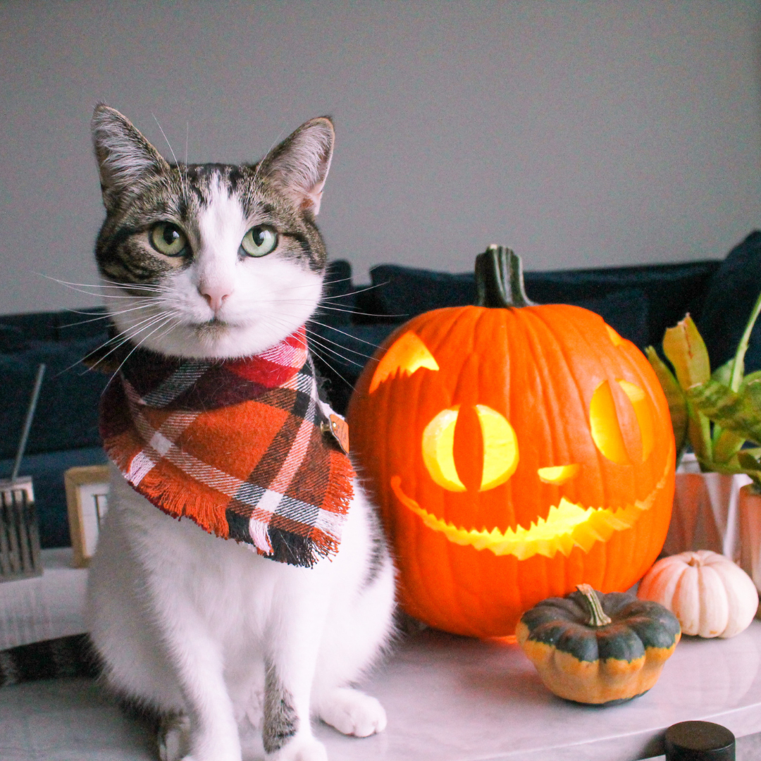 Brown Tabby Cat with White in frayed flannel Snap-On Bandana by The Luminous Pets