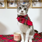 Red Tartan Plaid Snap on Bandana on Unique Silver Tabby with White | Bandana handmade by The Luminous Pets