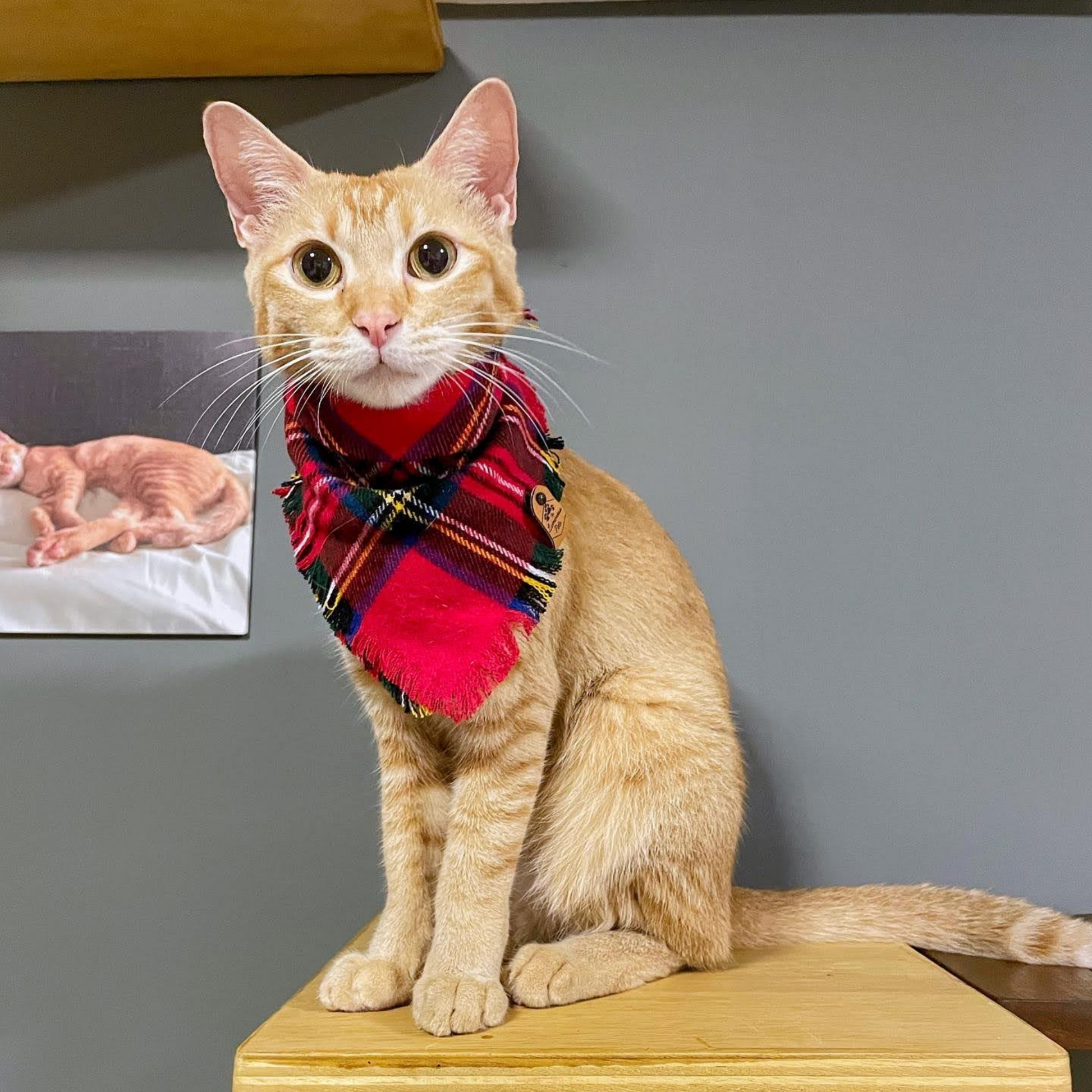 Red Tartan Plaid Snap on bandana for cats | Female Orange Tabby in Bandana by The Luminous Pets