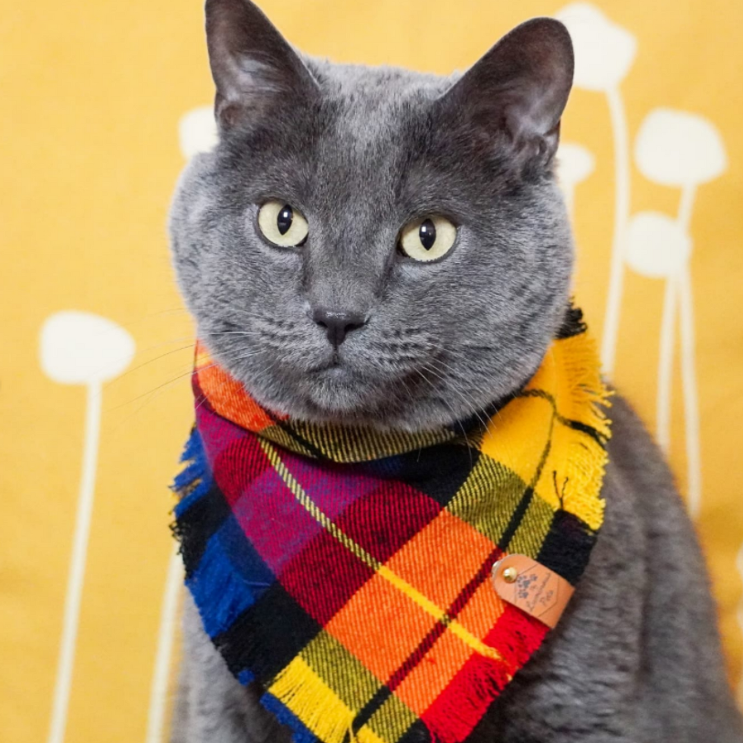Vibrant plaid bandana on gray blue cat | The Luminous Pets