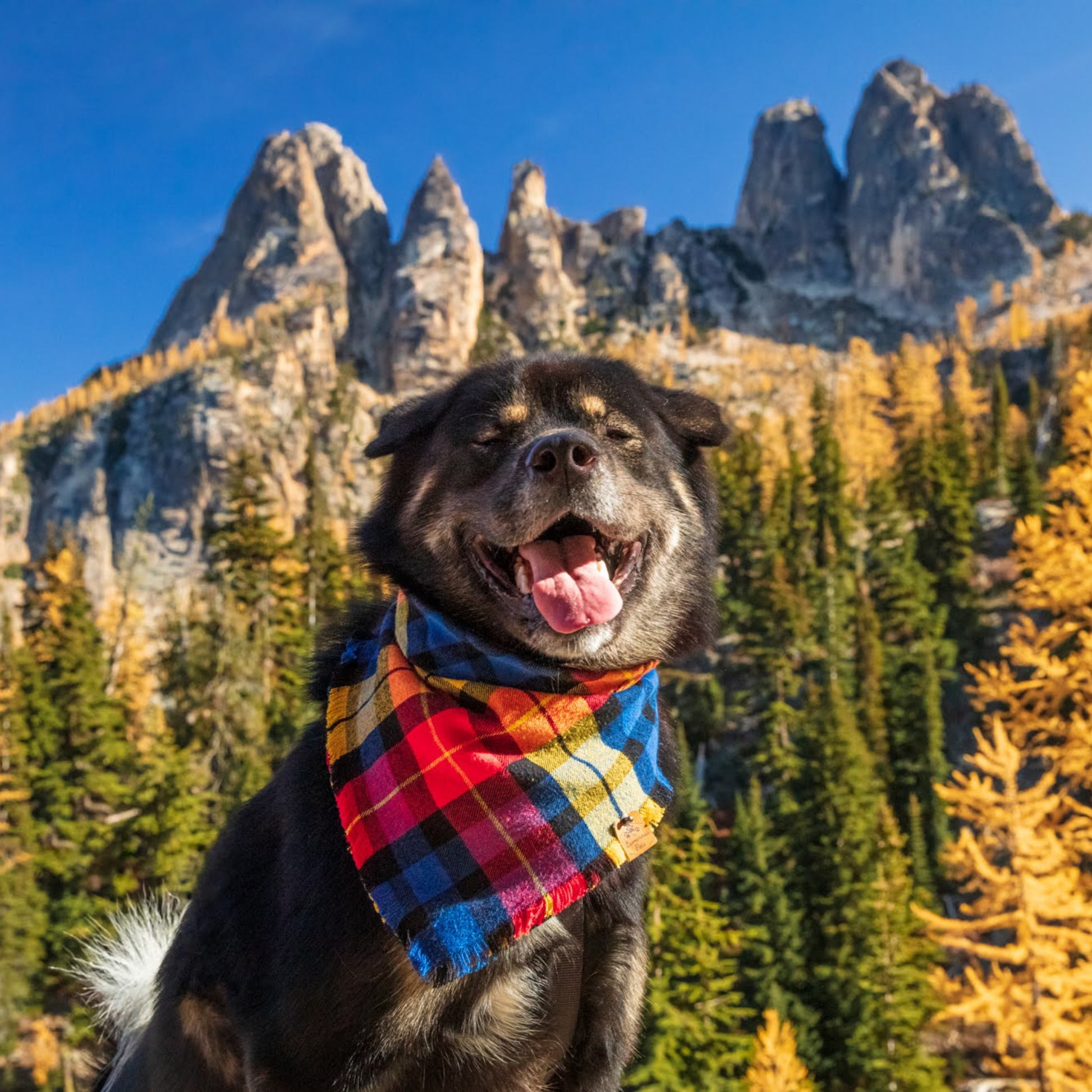 Cute dog in snap on flannel plaid bandana in the mountains | The Luminous Pets
