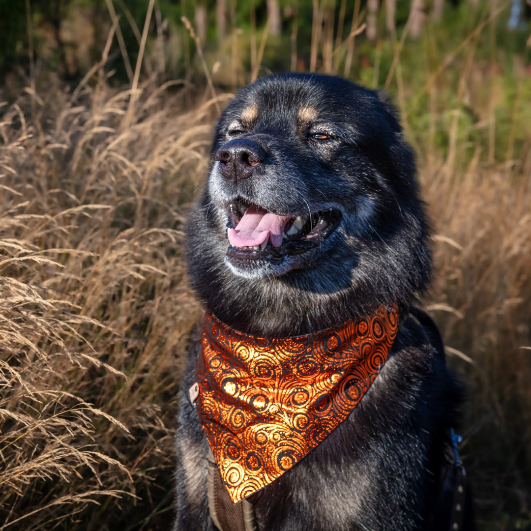 Dog wearing a Halloween pumpkin snap on bandana by The Luminous Pets
