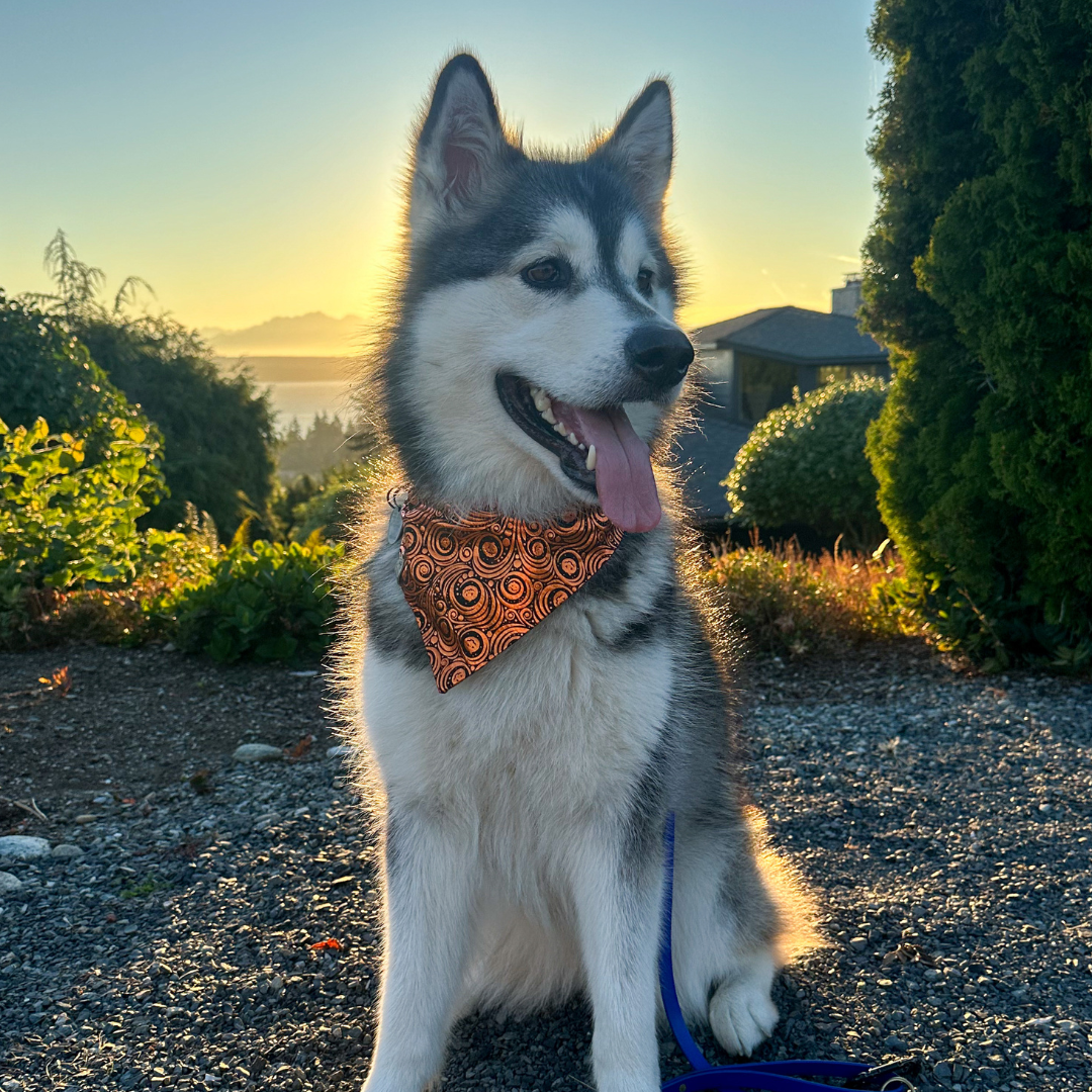 Dog wearing a snap on Halloween bandana with a sunset in the background