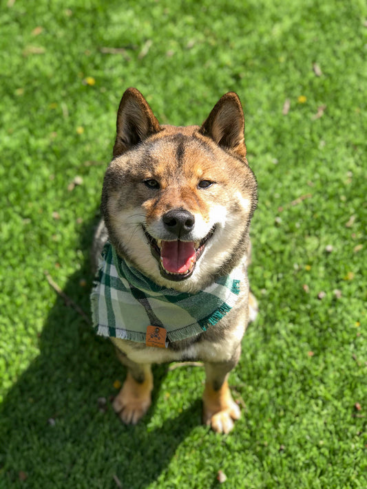 Shiba inu in green plaid flannel bandana by The Luminous Pets