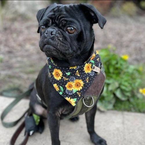 Black pug dog in snap on bandana by The Luminous Pets