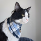 Black and white cat in blue plaid bandana by The Luminous Pets