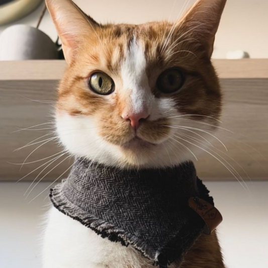 Orange and white tabby in cat bandana | Snap on cat accessories handmade by The Luminous Pets