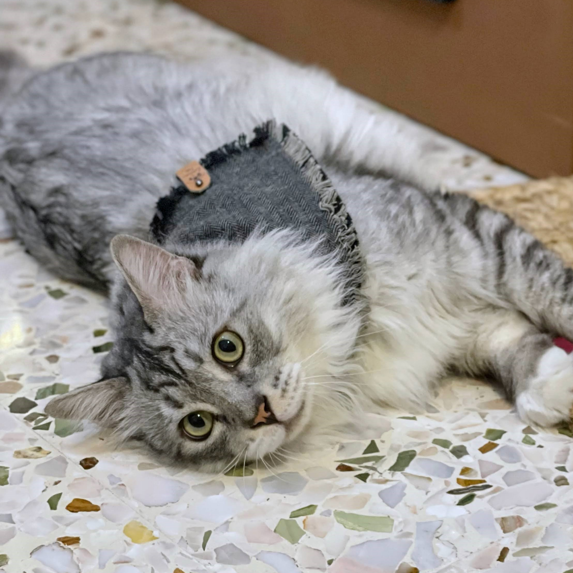 Fluffy gray tabby in cat bandana | Handmade pet bandanas by The Luminous Pets