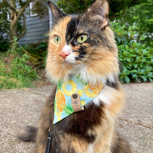 Torbi with white cat  in pineapple bandana | Cat accessories handmade by The Luminous Pets
