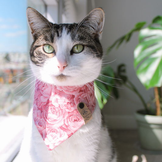 Cute brown tabby with white in pink cat bandana | Handmade pet bandanas by The Luminous Pets