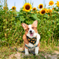 Corgi at a sunflower farm in sunflower and bee bandana by The Luminous Pets