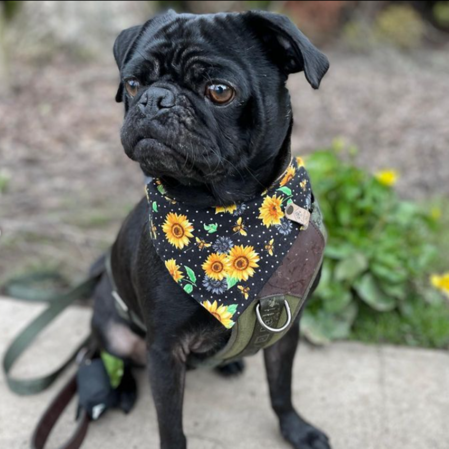 Black pug in Sunflower and bee bandana by The Luminous Pets