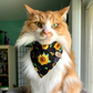 Orange and white tabby in sunflower cat bandana by The Luminous Pets
