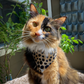 Torbie cat with white in cat bandana handmade by The Luminous Pets